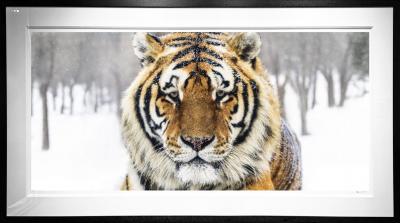 David Yarrow The Siberian