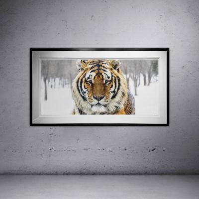 David Yarrow The Siberian