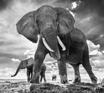 David Yarrow The Untouchables II