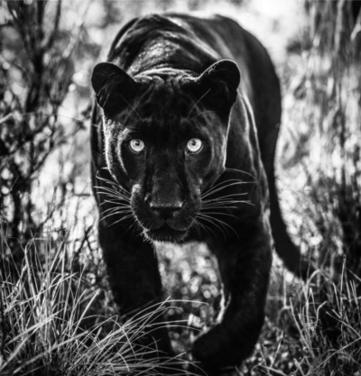 David Yarrow Wakanda 2023