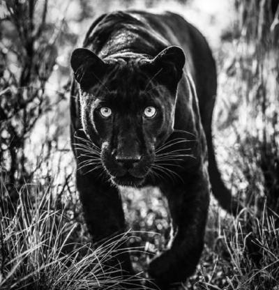 David Yarrow Wakanda