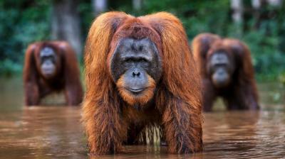 David Yarrow Welcome To The Jungle 12 
