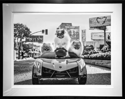 David Yarrow Who Let the Dogs Out