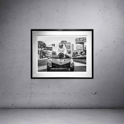 David Yarrow Who Let the Dogs Out