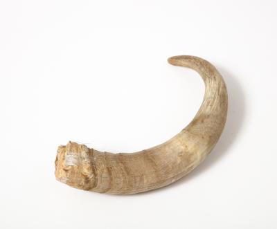 Decorative Goat Horn