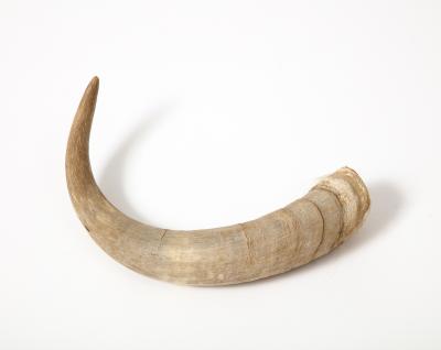 Decorative Goat Horn