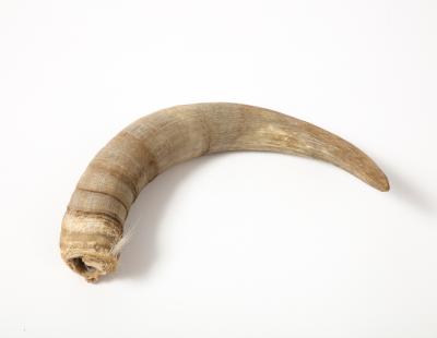 Decorative Goat Horn