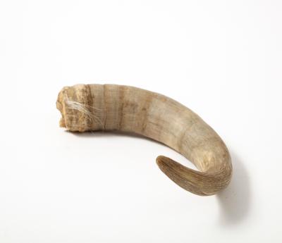 Decorative Goat Horn
