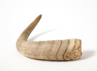 Decorative Goat Horn