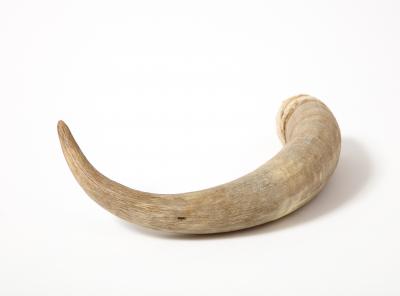 Decorative Goat Horn