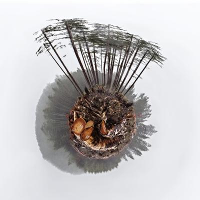 Desiree Patterson Anthropocene v