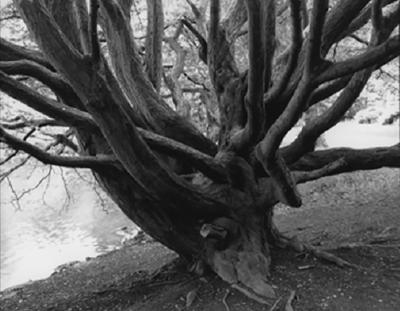 Diana Lui Tree of Young Love photograph by Diana Lui 2004