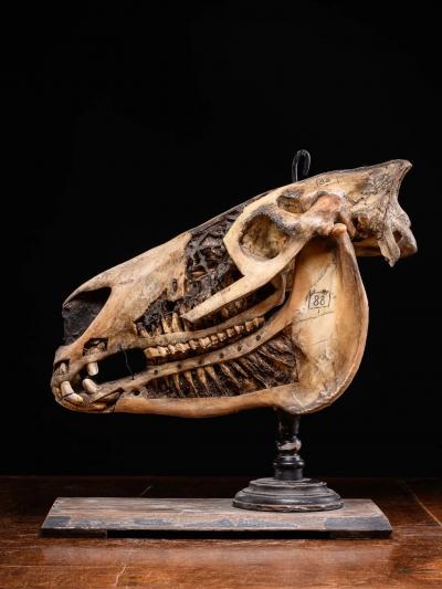 Didactical Horse Skull on a wooden museum stand Equus ferus caballus NR 