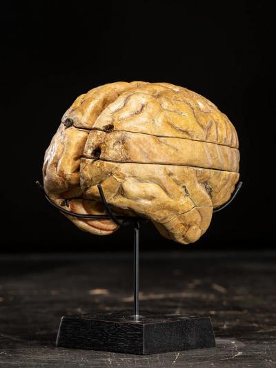Didactical Human Brain Model