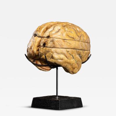 Didactical Human Brain Model