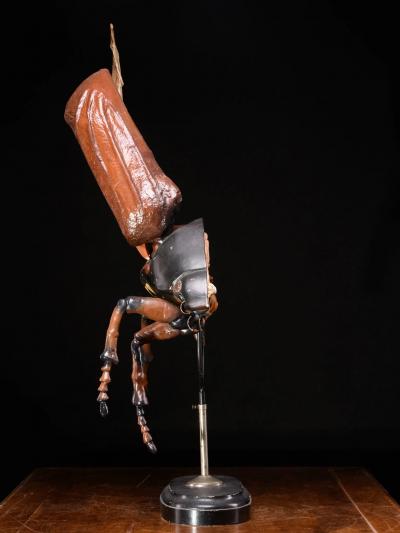 Didactical Model of a Cockchafer or May bug labeled