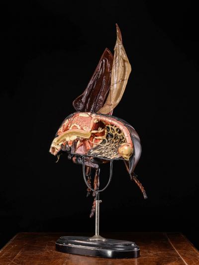 Didactical Model of a Cockchafer or May bug labeled