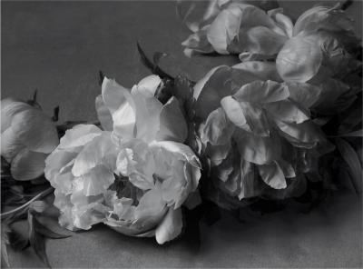 Don Freeman Black and White Flower Series