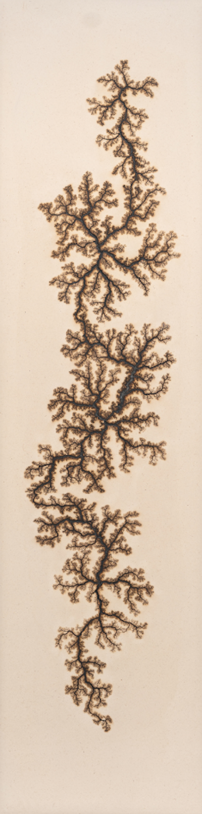 Douglas White Lichtenberg Drawing 3 2026