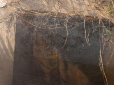 EDWARD MCHUGH Powells Garden Diptych 2022