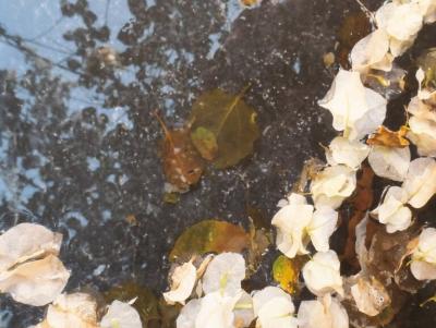 EDWARD MCHUGH Powells Garden Diptych 2022