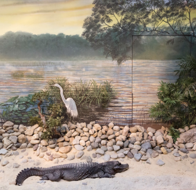 ERIC PILLOT Alligator and Wader 2015
