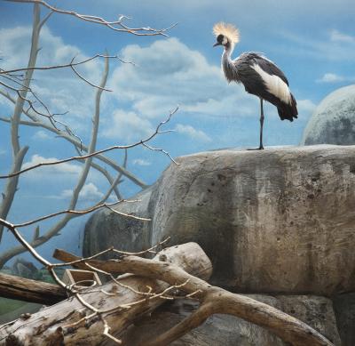 ERIC PILLOT Black Crowned Crane and Rocks Eric PILLOT