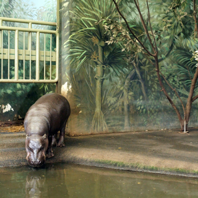 ERIC PILLOT Dwarf Hippo and Painted Landscape 2012