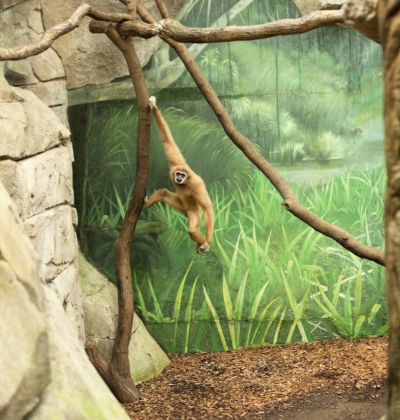 ERIC PILLOT Gibbon and Painted Plants 2011