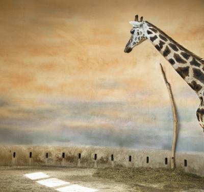 ERIC PILLOT Giraffe and Light Eric PILLOT