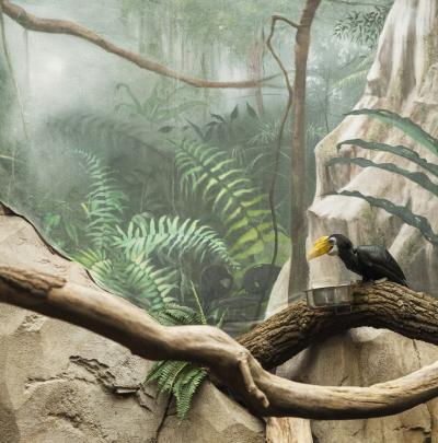 ERIC PILLOT Hornbill and jungle Eric PILLOT