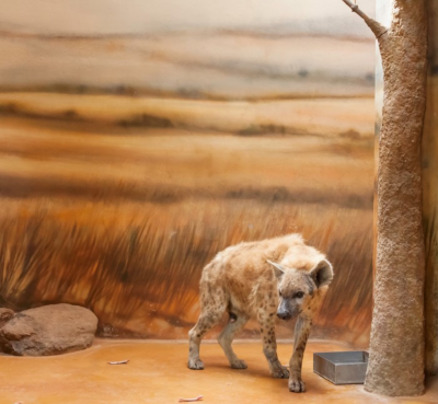 ERIC PILLOT Hyaena and Savanna 2014