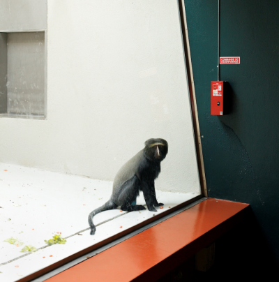 ERIC PILLOT Monkey and Red Panel