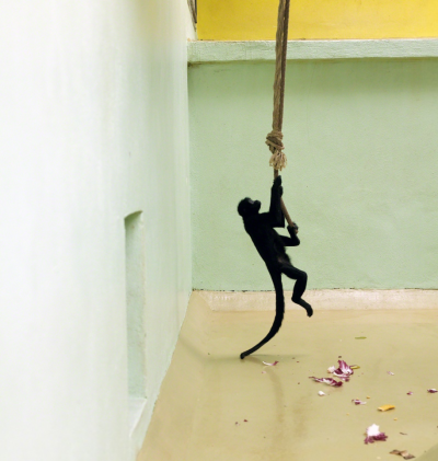 ERIC PILLOT Spider Monkey Green and Yellow Enclosure 2012