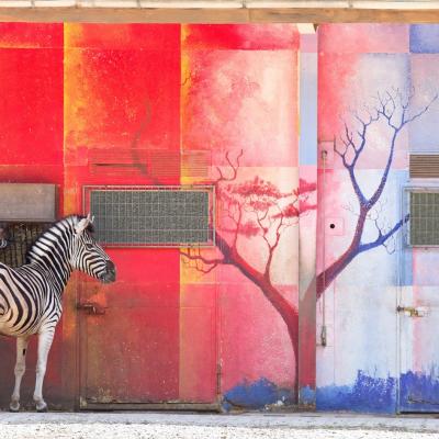 ERIC PILLOT Zebra and Red Wall Eric PILLOT