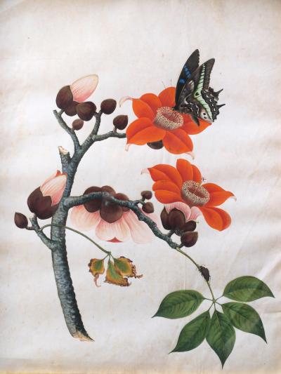 Early 19th Century Chinese Botanical Butterfly Watercolor on Pith Paper