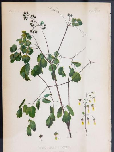 Early Meadow Rue Fern Botanical Print on Paper USA Early 20th C 