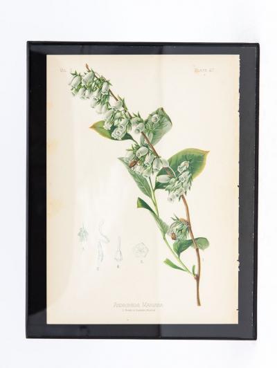 Early Meadow Rue Fern Botanical Print on Paper USA Early 20th C 