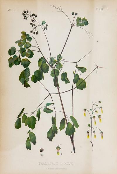 Early Meadow Rue Fern Botanical Print on Paper USA Early 20th C 
