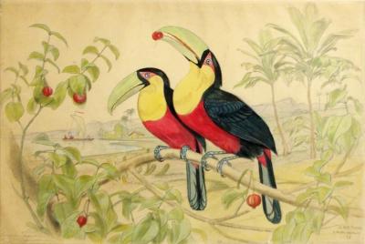 Edouard Travies EDOUARD TRAVI S 1809 1876 LE PETIT TOUCAN