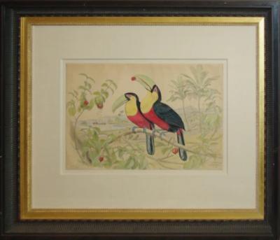 Edouard Travies EDOUARD TRAVI S 1809 1876 LE PETIT TOUCAN