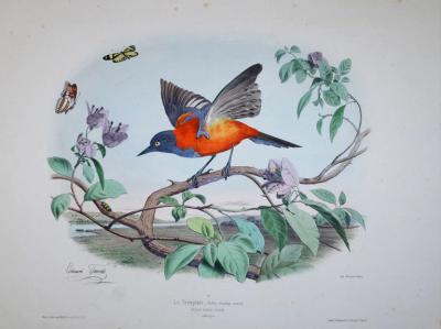 Edouard Travies EDOUARD TRAVIES 1809 1865 LE FOUDI LE DRONGO HUPPE PL 61