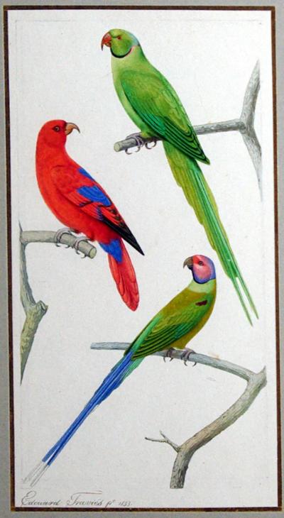 Edouard Travies EDOUARD TRAVIES FRENCH 1809 1870 PARAKEET STUDY