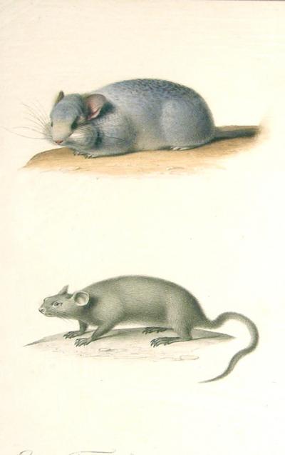 Edouard Travies EDOUARD TRAVIES FRENCH 1809 1870 TWO MICE