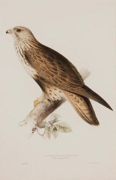 Edward Lear Rough legged Buzzard 19th C Hand colored Lithograph by J Gould Edward Lear