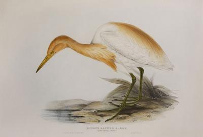 Edward Lear Rufous Backed Egret 
