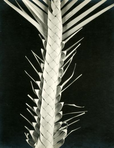 Edward Weston Palma de Semana PP 1057 Braided Palm Frond 1926