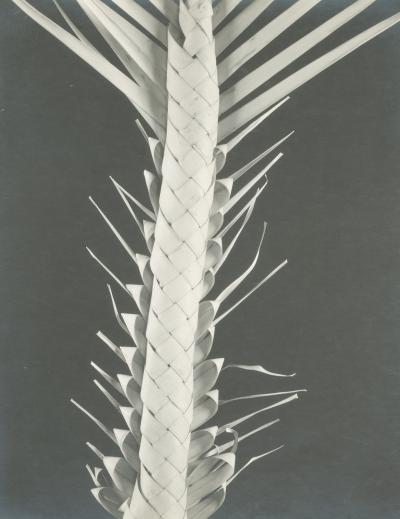 Edward Weston Palma de Semana PP 1057 Braided Palm Frond 1926