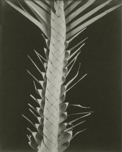 Edward Weston Palma de semana Palm of the Week 1926