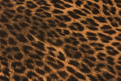 Edward Wormley Edward J Wormley for Dunbar American Mid Century Vinyl Leopard Print Upholstered